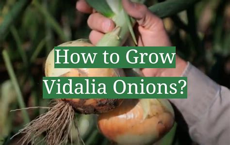 How does Onion Vidalia Julienne 1/4