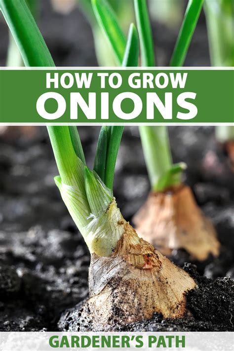 How does Onion fit into your Daily Goals - calories, carbs, nutrition