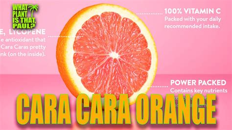 How does Orange-Cara Cara, the Power Orange fit into your Daily Goals - calories, carbs, nutrition