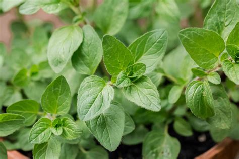 How does Oregano Fresh Stemmed 1 tsp fit into your Daily Goals - calories, carbs, nutrition