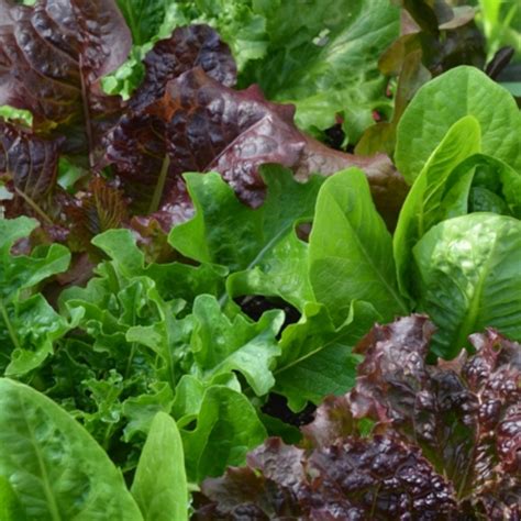 How does Organic Baby Lettuce Mix fit into your Daily Goals - calories, carbs, nutrition