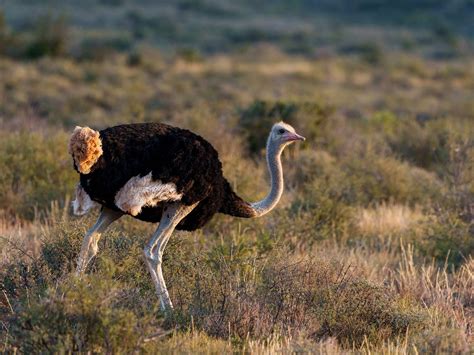 How does Ostrich, ground, raw fit into your Daily Goals - calories, carbs, nutrition