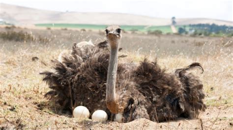 How does Ostrich Stick fit into your Daily Goals - calories, carbs, nutrition