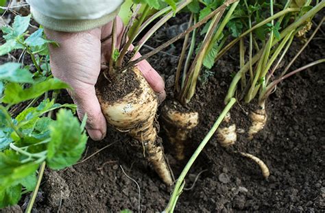 How does Parsnips fit into your Daily Goals - calories, carbs, nutrition