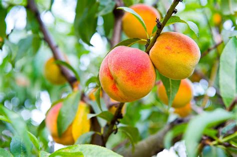 How does Peaches & Cream fit into your Daily Goals - calories, carbs, nutrition