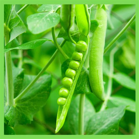 How does Peas, Cauliflower & Baby Carrots fit into your Daily Goals - calories, carbs, nutrition