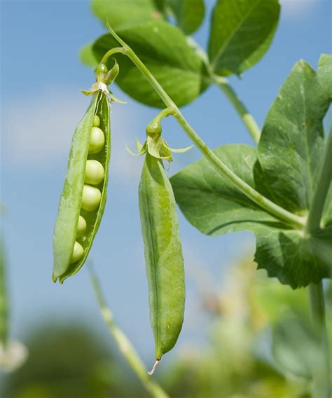 How does Peas & Mushrooms Indian Style fit into your Daily Goals - calories, carbs, nutrition