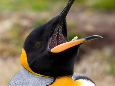 How does Penguins fit into your Daily Goals - calories, carbs, nutrition