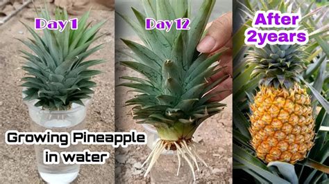 How does Pineapple & Banana Drink Mix fit into your Daily Goals - calories, carbs, nutrition