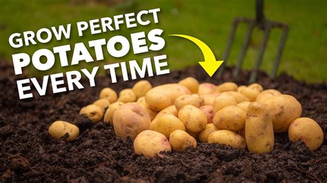 How does Potato Hay Topping fit into your Daily Goals - calories, carbs, nutrition