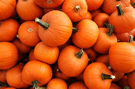 How does Pumpkin, canned, with salt fit into your Daily Goals - calories, carbs, nutrition