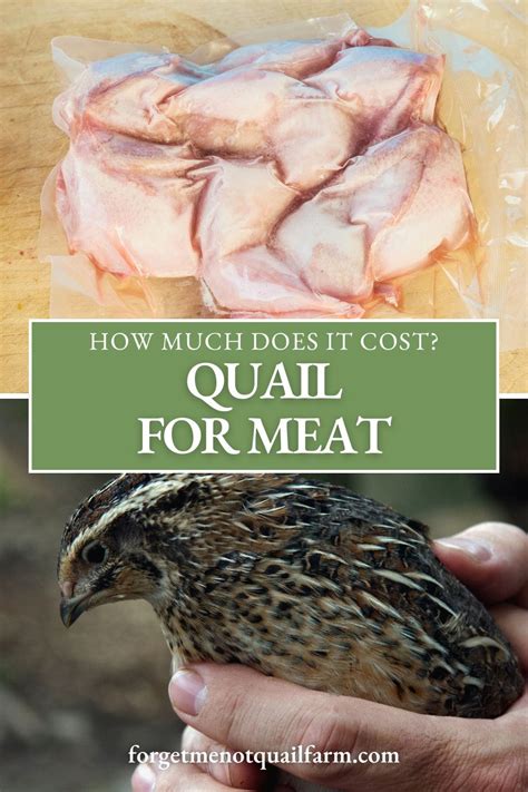How does Quail, meat only, raw fit into your Daily Goals - calories, carbs, nutrition