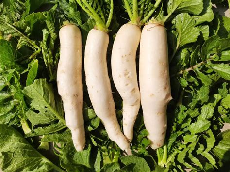 How does Radishes, raw fit into your Daily Goals - calories, carbs, nutrition