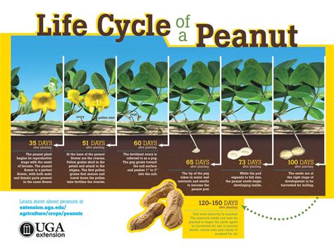 How does Raisin, Peanut & Coconut Mix fit into your Daily Goals - calories, carbs, nutrition