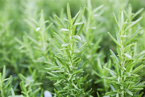 How does Rosemary & Olive Oil fit into your Daily Goals - calories, carbs, nutrition