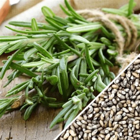 How does Rosemary fit into your Daily Goals - calories, carbs, nutrition