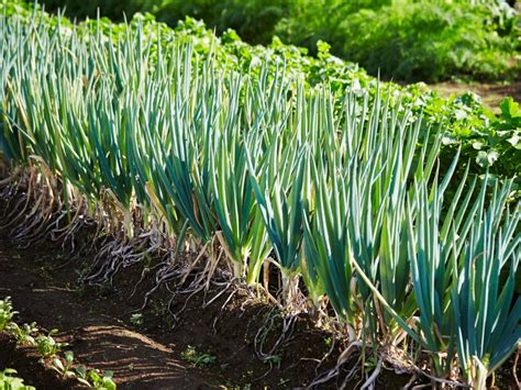 How does Scallion Mash fit into your Daily Goals - calories, carbs, nutrition