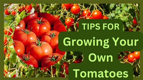 How does Select Harvest Tomato Garden fit into your Daily Goals - calories, carbs, nutrition