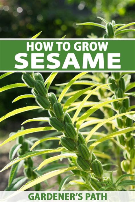 How does Sesame fit into your Daily Goals - calories, carbs, nutrition