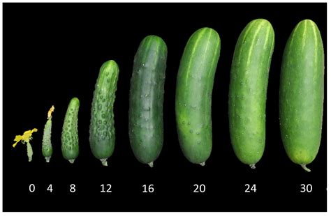 How does Sliced Cucumbers (39949.0) fit into your Daily Goals - calories, carbs, nutrition