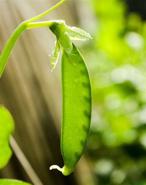 How does Snow Pea Pods fit into your Daily Goals - calories, carbs, nutrition