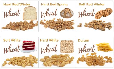 How does Soft Wheat fit into your Daily Goals - calories, carbs, nutrition