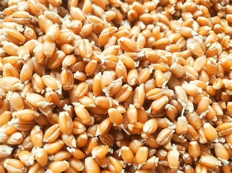 How does Sprouted Wheat Cereal fit into your Daily Goals - calories, carbs, nutrition