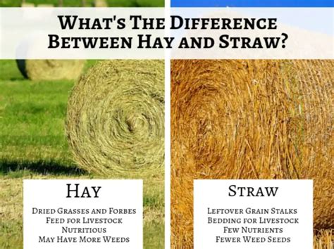 How does Straw & Hay Risotto fit into your Daily Goals - calories, carbs, nutrition