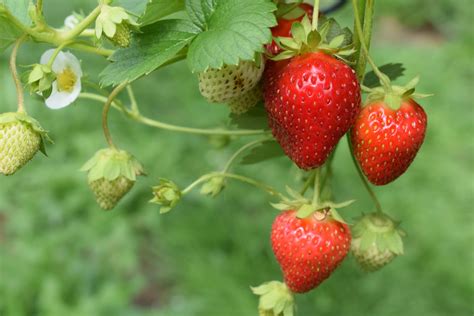 How does Strawberries & Cream Instant Oatmeal fit into your Daily Goals - calories, carbs, nutrition