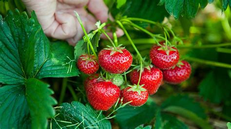 How does Strawberry & White fit into your Daily Goals - calories, carbs, nutrition