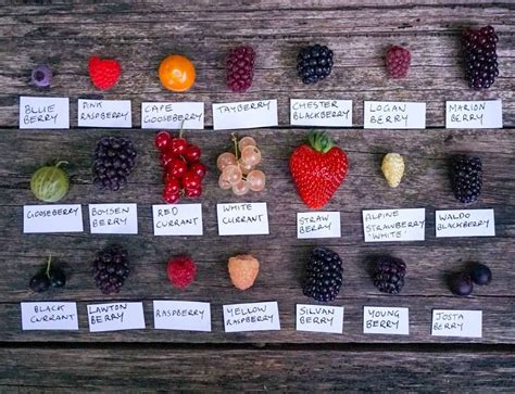 How does Summer Berries (29187.5) fit into your Daily Goals - calories, carbs, nutrition