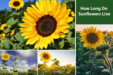 How does Sunflower & Barley Bread fit into your Daily Goals - calories, carbs, nutrition