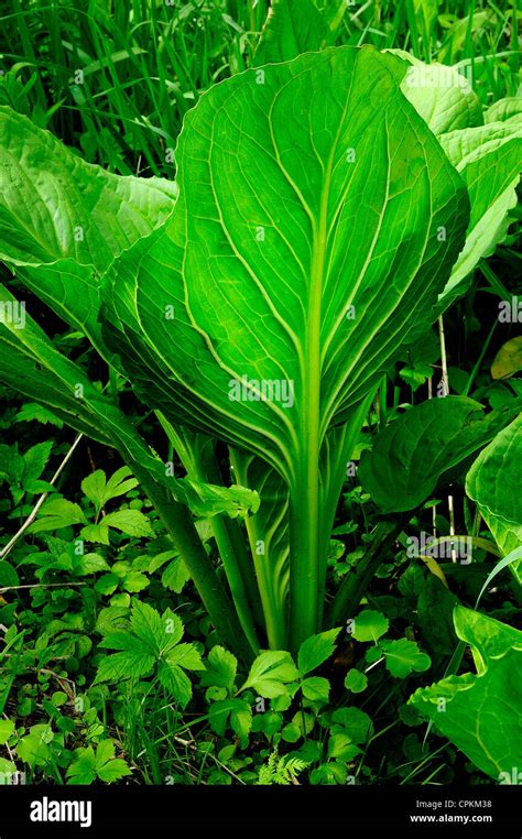 How does Swamp cabbage, (skunk cabbage), raw fit into your Daily Goals - calories, carbs, nutrition