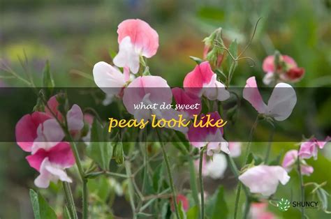 How does Sweet Peas fit into your Daily Goals - calories, carbs, nutrition