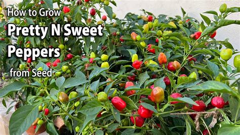 How does Sweet Peppers fit into your Daily Goals - calories, carbs, nutrition