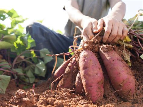 How does Sweet Potato Harvest 28g fit into your Daily Goals - calories, carbs, nutrition