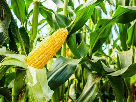 How does Sweetcorn fit into your Daily Goals - calories, carbs, nutrition