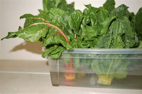 How does Swiss Chard fit into your Daily Goals - calories, carbs, nutrition