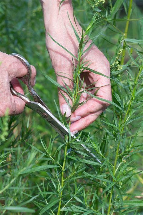 How does Tarragon Butter fit into your Daily Goals - calories, carbs, nutrition