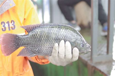 How does Tilapia Feast fit into your Daily Goals - calories, carbs, nutrition