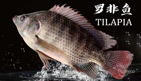 How does Tilapia Nocciola fit into your Daily Goals - calories, carbs, nutrition