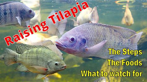 How does Tilapia fit into your Daily Goals - calories, carbs, nutrition