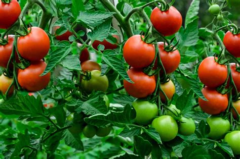 How does Tomato & Basil Pasta fit into your Daily Goals - calories, carbs, nutrition