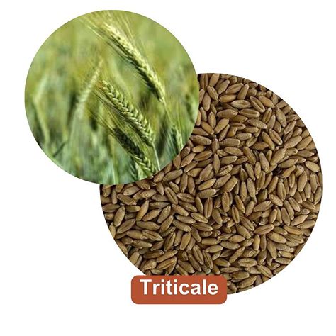 How does Triticale fit into your Daily Goals - calories, carbs, nutrition