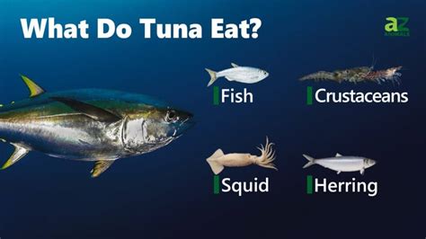 How does Tuna & Green Bean Salad fit into your Daily Goals - calories, carbs, nutrition