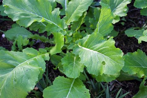 How does Turnip Greens with Butter fit into your Daily Goals - calories, carbs, nutrition