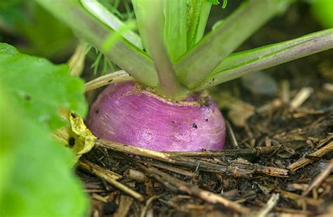 How does Turnips with Garden Vegetables fit into your Daily Goals - calories, carbs, nutrition