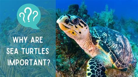 How does Turtle, green, raw fit into your Daily Goals - calories, carbs, nutrition