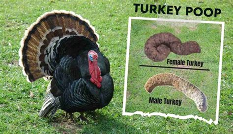 How does Twisted Turkey fit into your Daily Goals - calories, carbs, nutrition