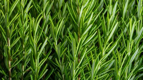 How does Veal Rosemary fit into your Daily Goals - calories, carbs, nutrition